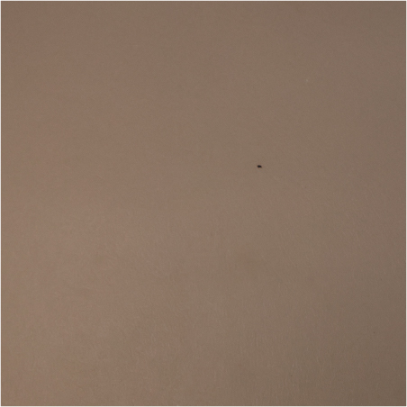 31040 Siah Hoe Light Taupe Brown Cotton Fabric